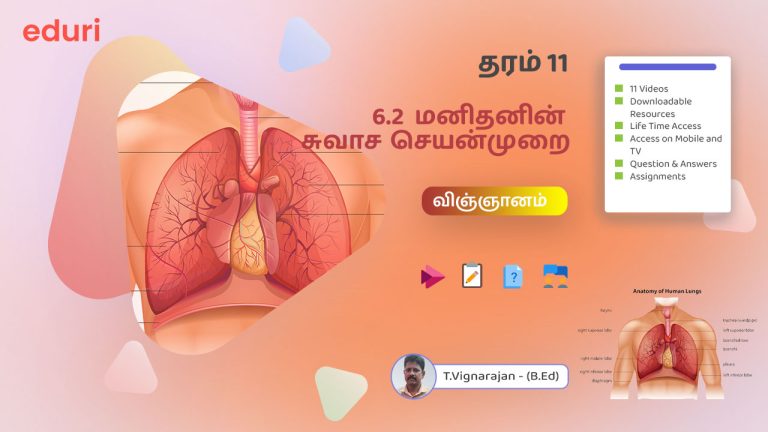6.2 மனிதனின் சுவாச செயன்முறை – (விஞ்ஞானம்) – தரம் 11
