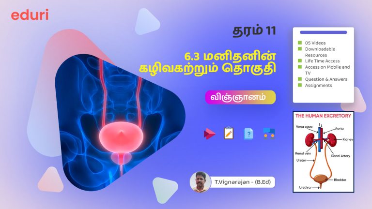 6.3 மனிதனின் கழிவகற்றும் தொகுதி – (விஞ்ஞானம்) – தரம் 11